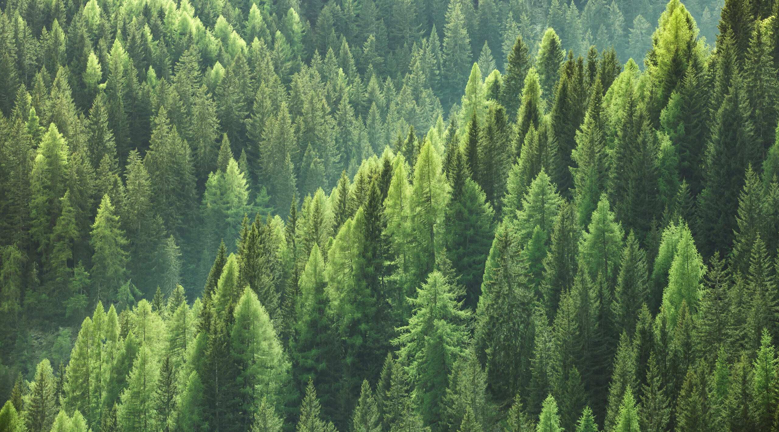 Wald, Bäume Wald, Bäume